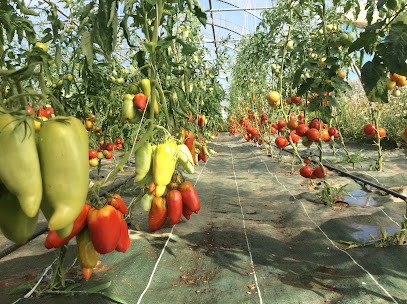 Sangely Robert Le Panier De La Forêt, Primeur Fruits et Légumes à Montamisé