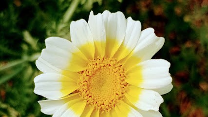Ferme Douar Mager, Primeur Fruits et Légumes à Essé