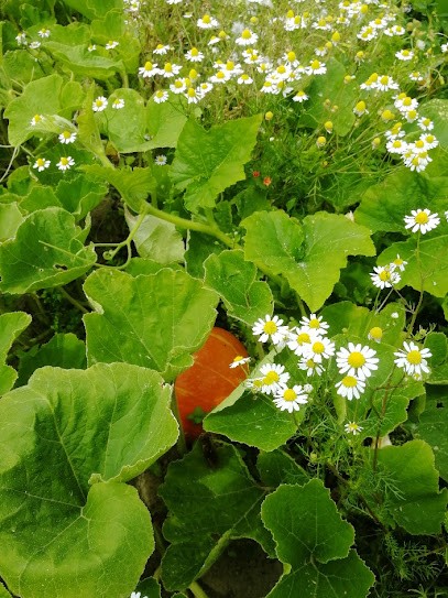 Le Potager bio de Jérémy, Primeur Fruits et Légumes à Saint-Pair-sur-Mer