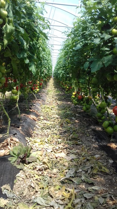Cherrier Maréchais Marc, Primeur Fruits et Légumes à Saint-Michel-de-Volangis