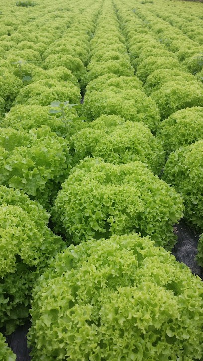 Les Rubis De Lansac, Primeur Fruits et Légumes à Tarascon