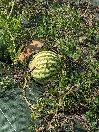 Les Jardins De La Chaume, Primeur Fruits et Légumes aux Sables-d'Olonne