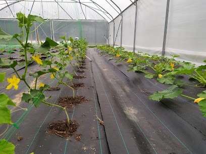 La Ferme D-Vers, Primeur Fruits et Légumes à Saint-Martin-de-Seignanx