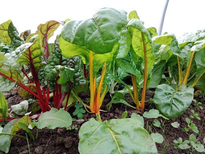 Les Légumes Du Moulin - Septvaux (Ferme Biologique), Primeur Fruits et Légumes à Septvaux