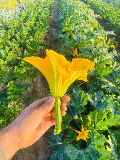 Maraîcher Maison Argentain, Primeur Fruits et Légumes à Octeville-sur-Mer