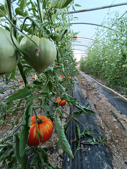 Les Légumes De Guillaume Primeur - Fruits Et Légumes à Saint-Pargoire