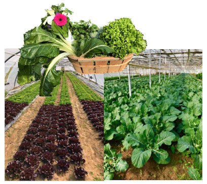 JMAT, Primeur Fruits et Légumes à Saint-Genouph