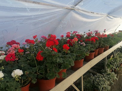 Les Serres Pinoises, Primeur Fruits et Légumes au Pin