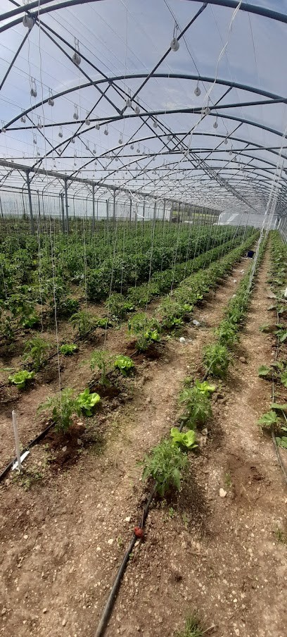 Les Légumes De Sandy, Primeur Fruits et Légumes à Morgemoulin