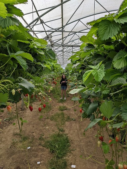 Marc Roussin, Primeur Fruits et Légumes à Romillé