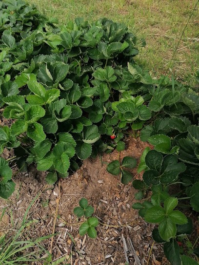 La ferme circassienne, Primeur Fruits et Légumes à Saint-Nectaire