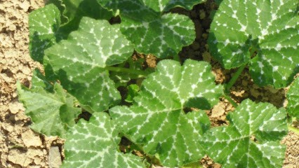 La Ferme La Bataillouse, Primeur Fruits et Légumes à Sadeillan