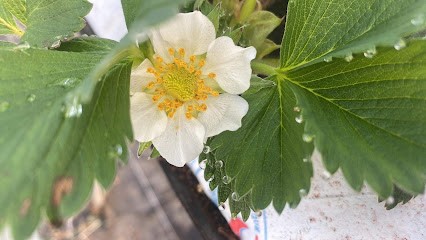 Boulard Jean Francois, Primeur Fruits et Légumes à Vaison-la-Romaine