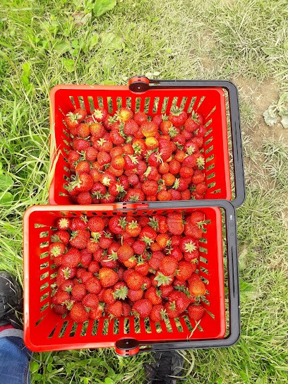 Rederstorff Materne, Primeur Fruits et Légumes à Riespach