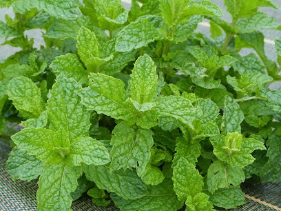 LE POTAGER AUX MILLE SAVEURS, Primeur Fruits et Légumes à Hillion