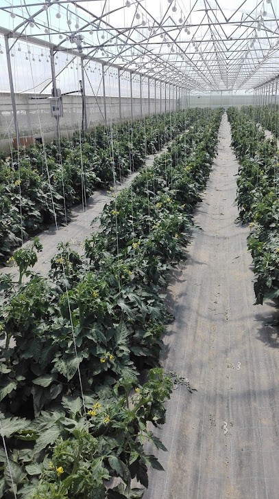 EARL Au Jardin De Serques, Primeur Fruits et Légumes à Serques