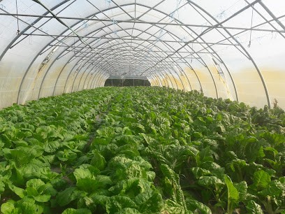 Marty Earl le plan, Primeur Fruits et Légumes à Bellesserre