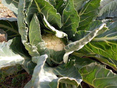 Les Jardins De L'Ordinaire - Maraichage & Oeufs BIO En Vente Directe, Primeur Fruits et Légumes à Villette-d'Anthon