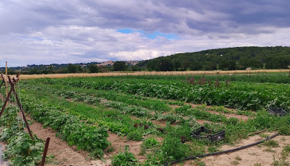 Maïla En Provence Primeur - Fruits Et Légumes à Éguilles