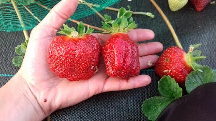 VERGER O'TY FRUITS, Primeur Fruits et Légumes à La Bouëxière