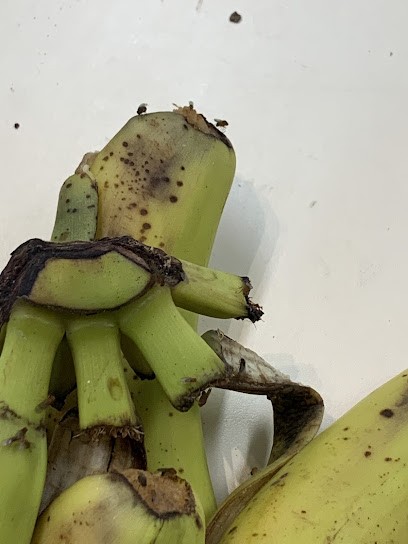 Force Fruits Et Legumes, Primeur Fruits et Légumes à Ostricourt