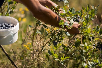 LES JARDINS BIO DU MEDOC, Primeur Fruits et Légumes au Temple