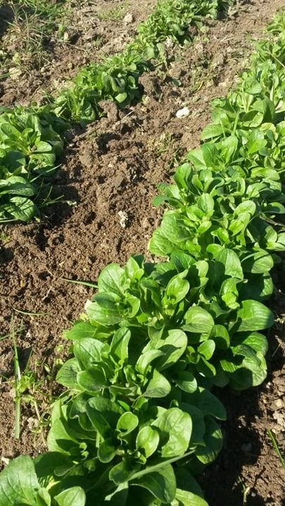Le Jardin du Breuil, Primeur Fruits et Légumes à Clion