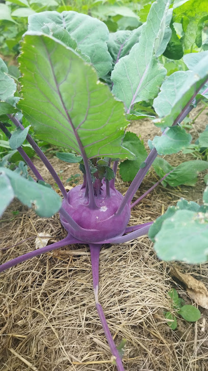 La Bébé Ferme, Primeur - Fruits Et Légumes au Cuing