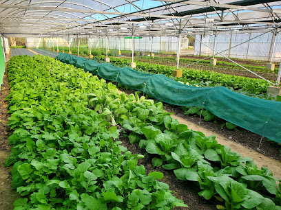 Les Maraichers Du Chêne Vert Primeur - Fruits Et Légumes à Tonnay-Charente