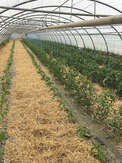 Earl Segonne, Primeur Fruits et Légumes à Saint-Martin-Lalande