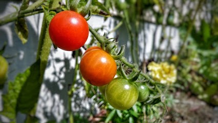 Nicolas Le Maraîcher BIO, Primeur Fruits et Légumes à Paluel