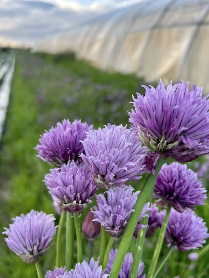 La Ferme De Marconville (agriculture Biologique), Primeur Fruits et Légumes à Villers-Saint-Barthélemy