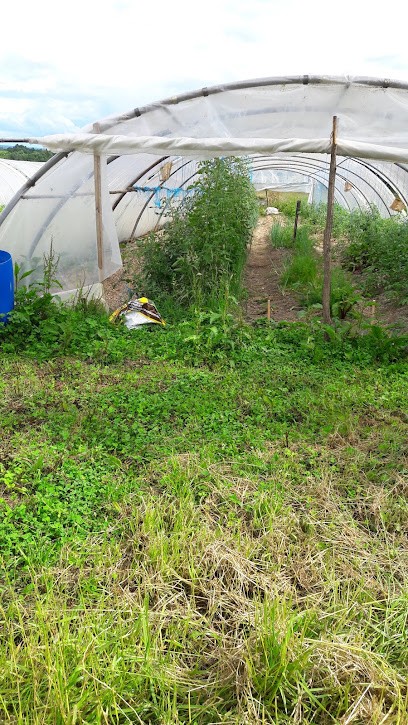 LEA FÉE DES PLANTES, Primeur Fruits et Légumes à Saint-Pierre-le-Moûtier