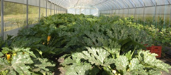 GAEC DE LA PHACELIE, Primeur Fruits et Légumes à Champgenéteux