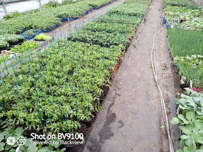 LES SERRES BEBE, Primeur Fruits et Légumes à Tarnos