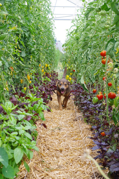 Le Champ Des Mêlés, Primeur - Fruits Et Légumes à Montchevrier