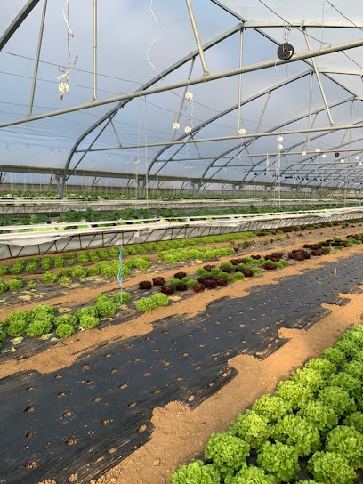 Penon Jean-Marc, Primeur Fruits et Légumes à Villeneuve-sur-Verberie