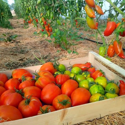 Le Chou Kalé - Producteur De Légumes Bio Diversifiés à LEGÉ, Primeur Fruits et Légumes à Legé