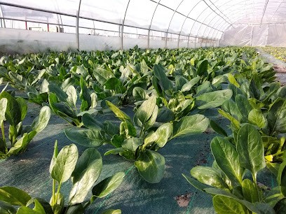 Les Jardins du Bocage, Primeur Fruits et Légumes au Vilhain