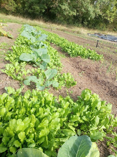 Les Jardins du Roby, Primeur Fruits et Légumes à Cunèges