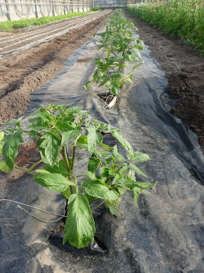 Annie Aubry Fleurs Et Légumes - Atelier, Primeur Fruits et Légumes à Mazé-Milon