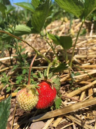 Les Jardins De Saint Germain, Primeur Fruits et Légumes à Saint-Germain