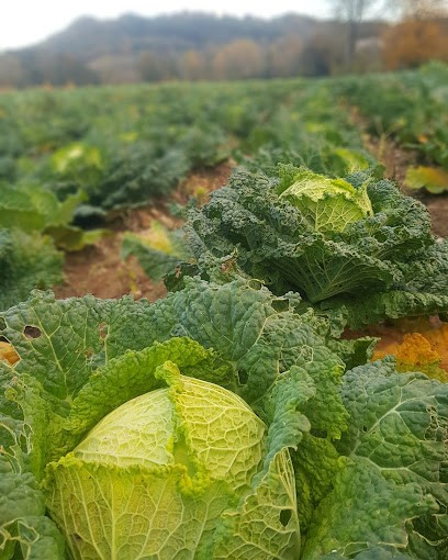 Françoise David Légumes Bio, Primeur Fruits et Légumes à Saint-Astier