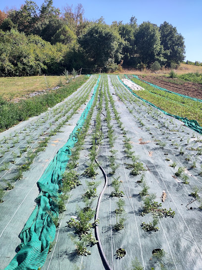 Ferme Le Champsonnier - Maraîchage Et Arboriculture Ab Primeur - Fruits Et Légumes à Peyrins