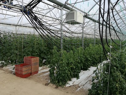 Tarnier SCEA, Primeur Fruits et Légumes à Beaulieu-lès-Loches