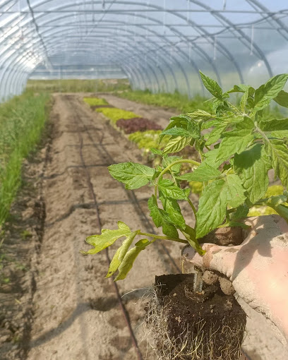 Le Super Terrain Primeur - Fruits Et Légumes à Vaulx-en-Velin