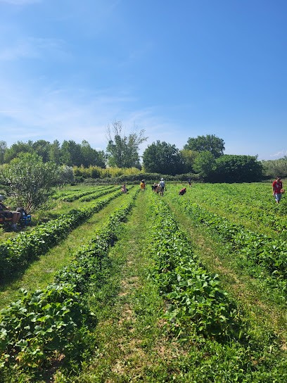 Cueillette Du Rocher, Primeur Fruits et Légumes à Roquebrune-sur-Argens