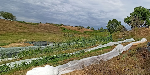 Ferme Maraîchère De Meilhac, Primeur - Fruits Et Légumes à Voutezac