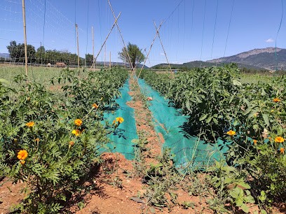 Le Champ D'Antarès, Primeur Fruits et Légumes à Salignac