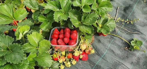 EARL MORILLEAU, Primeur Fruits et Légumes à Rontalon